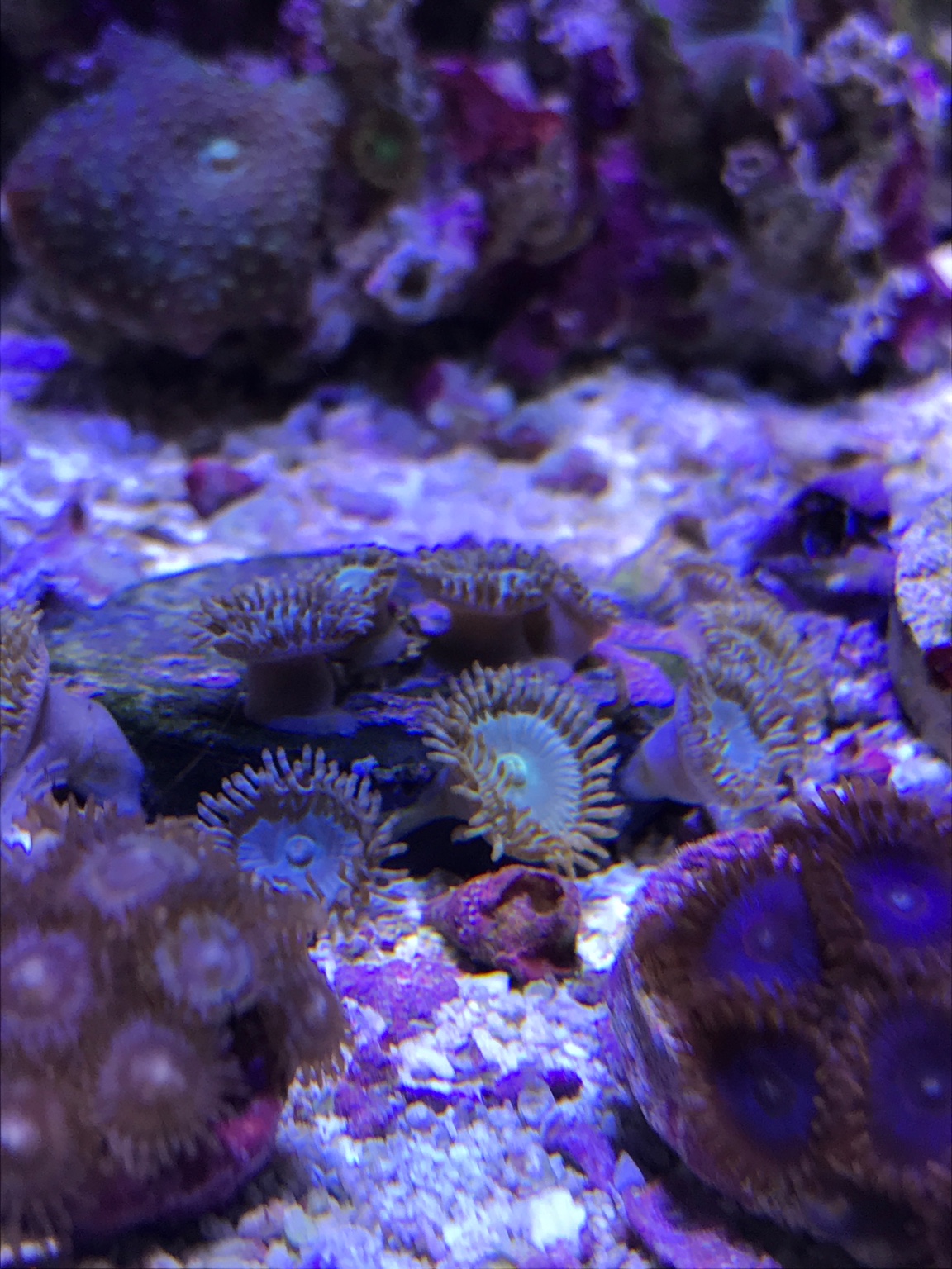 Blue Zoa ID | REEF2REEF Saltwater and Reef Aquarium Forum