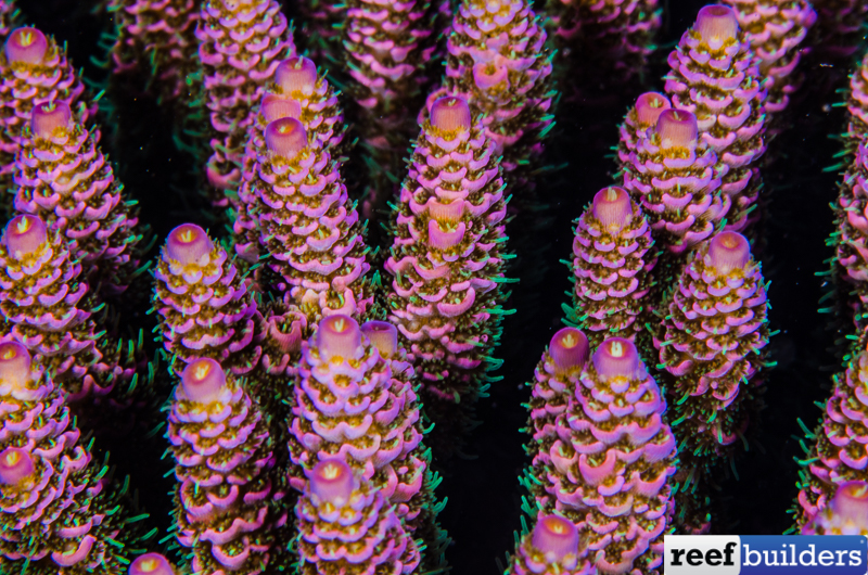 reefbuilders.com