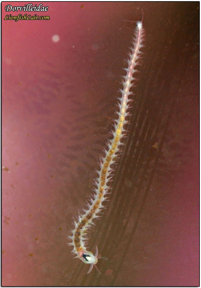 dorvilleidae-2-1.jpg