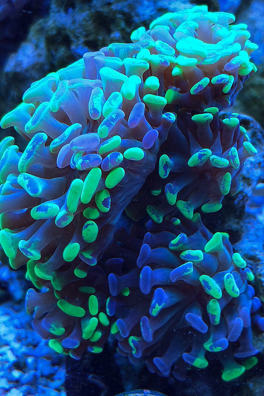 41647608655_f719d8970e_c.jpg