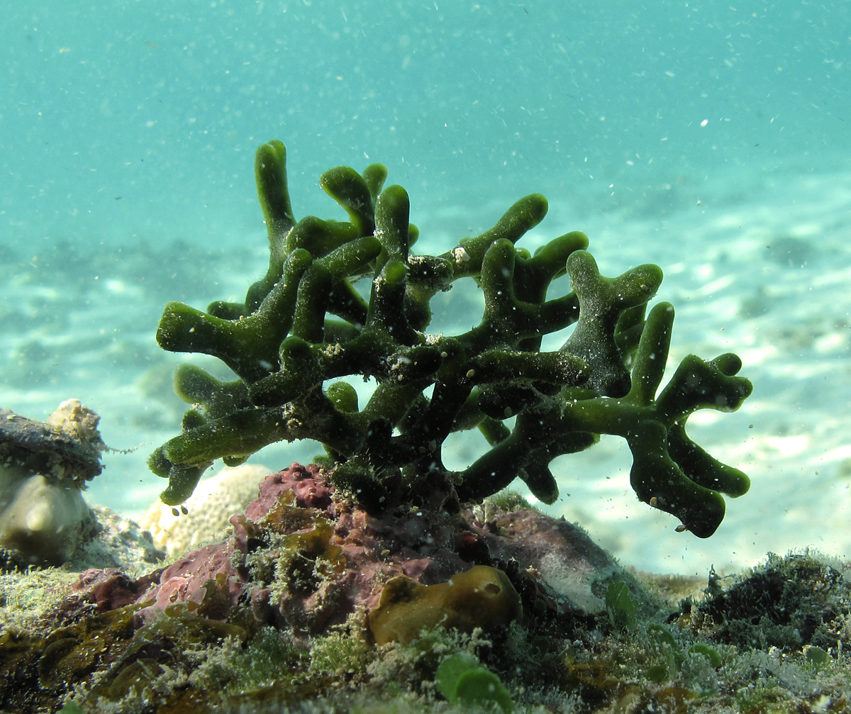 en.wikipedia.org