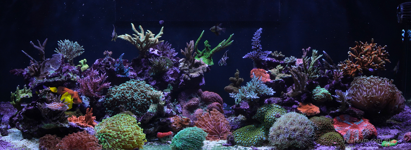 Full-Tank-pic1-Jan-22-2019.jpg