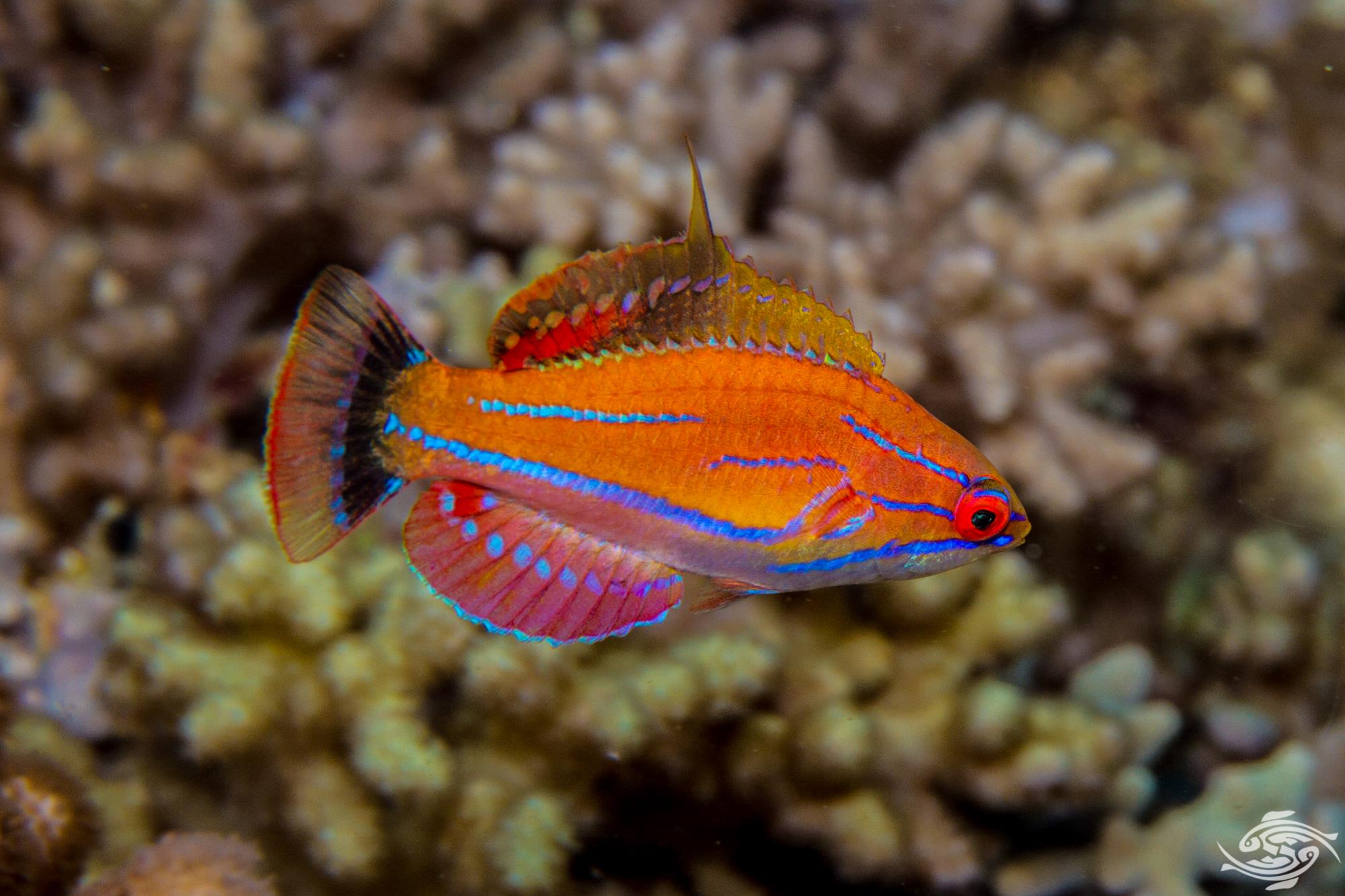 seaunseen.com