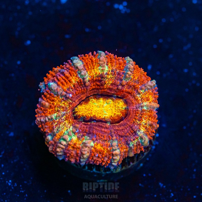 Riptide-7963.jpg