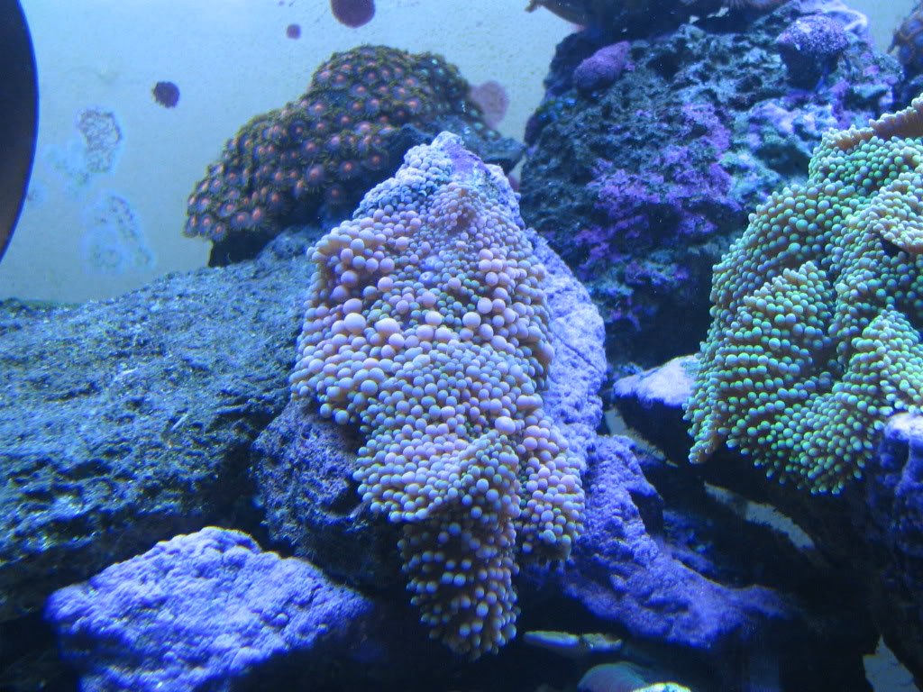Coraltank.jpg