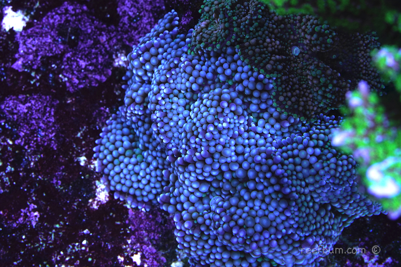 Rics-pic1-LPS.jpg