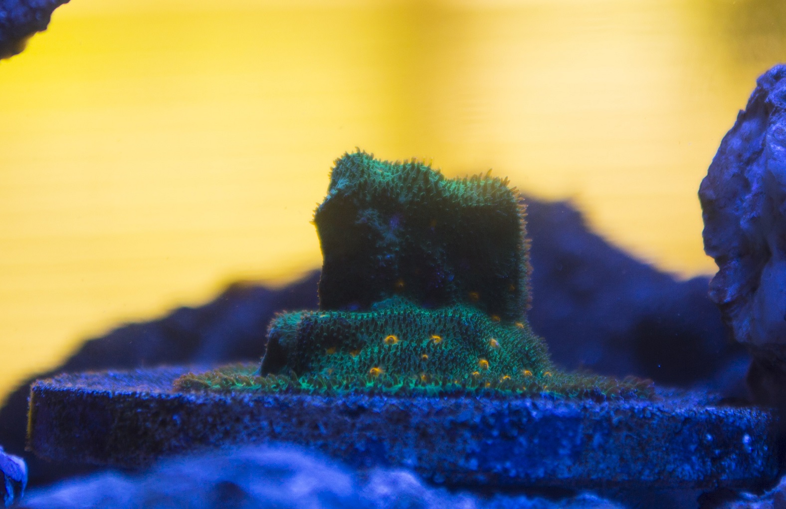 Coral3.JPG