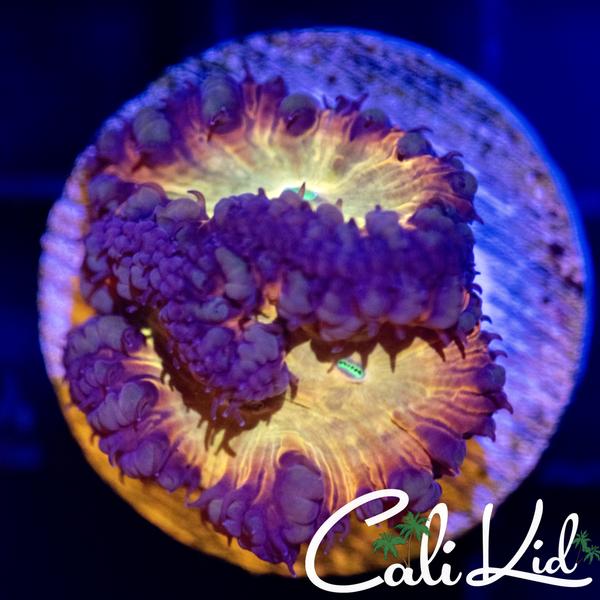 www.calikidcorals.com