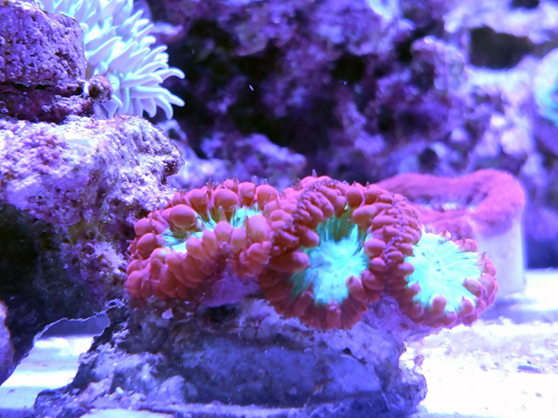 nzm8uxm.jpg