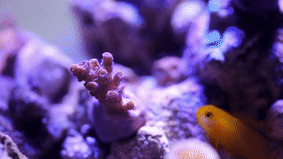 Best Clown Goby GIFs | Gfycat