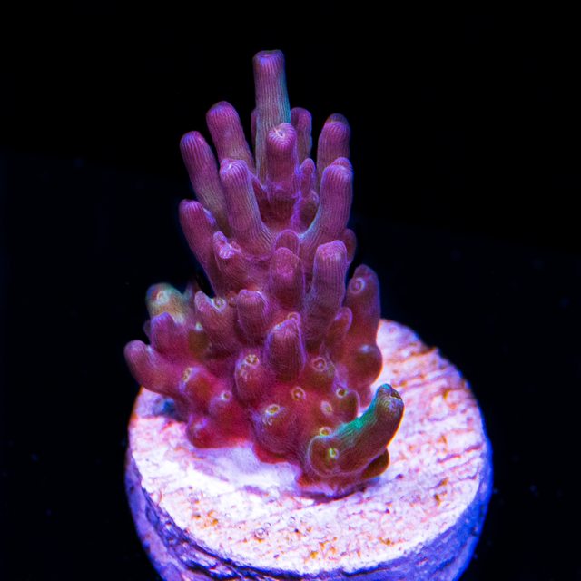 Ad8CuT5l.jpg
