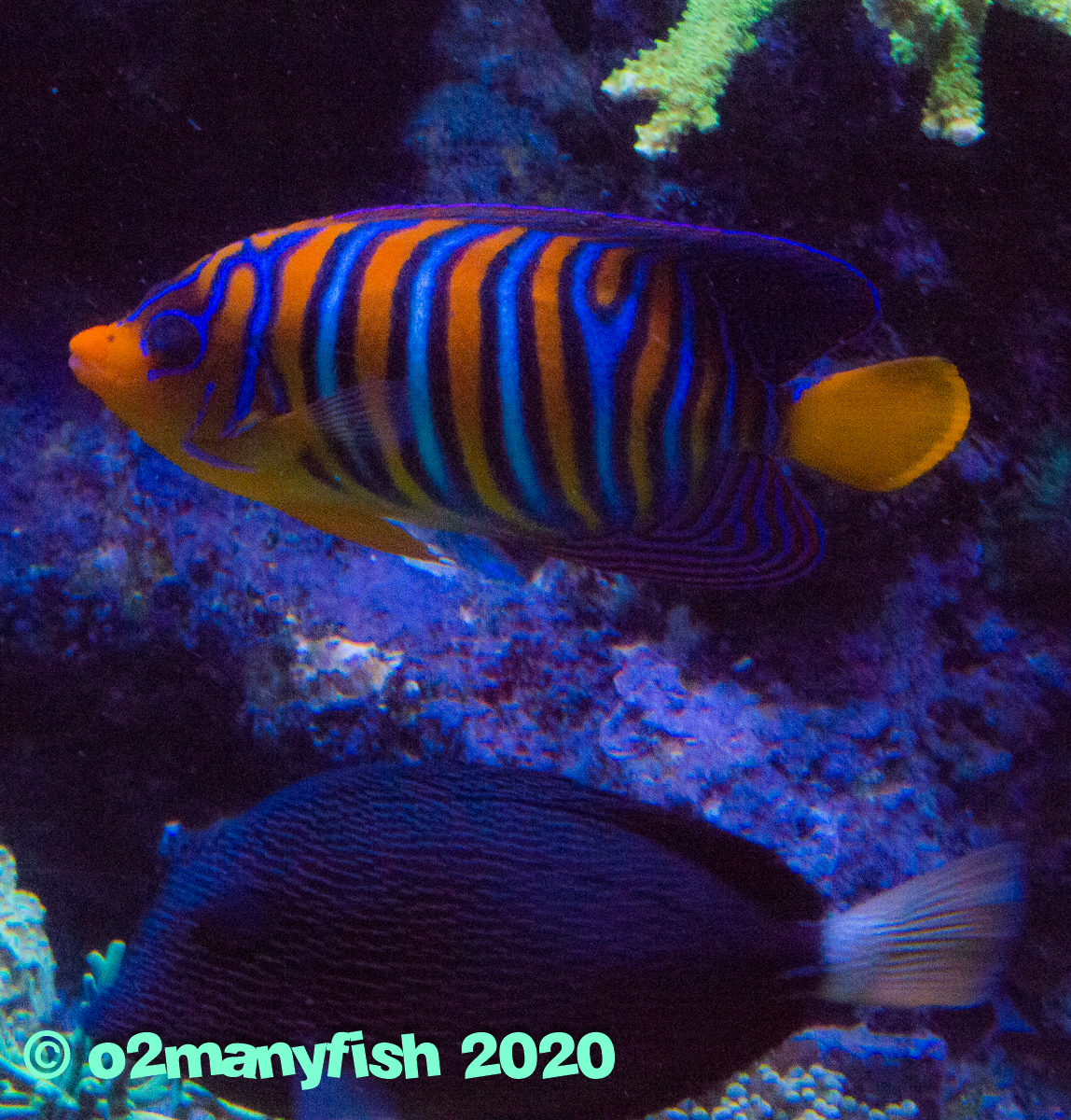 o2manyfish - Fish in the 400g - 2.jpg