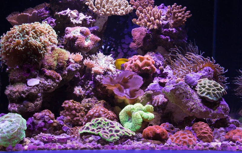 23472938454_a2d3f735a1_c.jpg