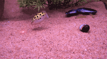 following fish tank GIF