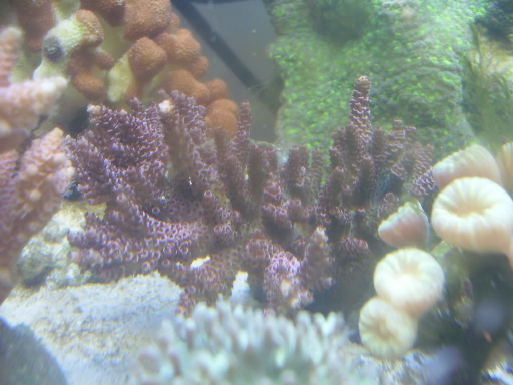 coral008.jpg