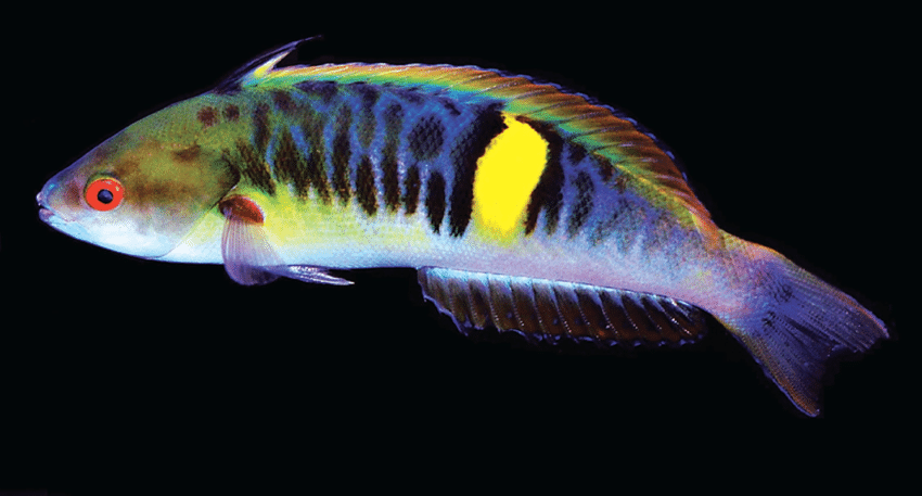 Pseudocoris-bleekeri-terminal-male-aquarium-trade-Tea-Yi-Kai.png