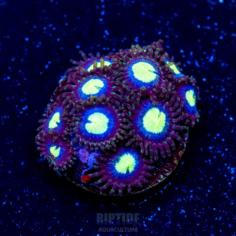 Riptide-8291.jpg