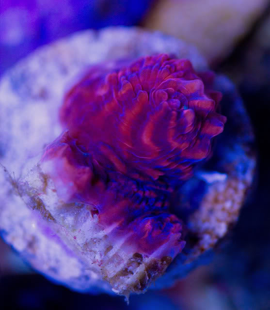 CoralsFS_1.jpg