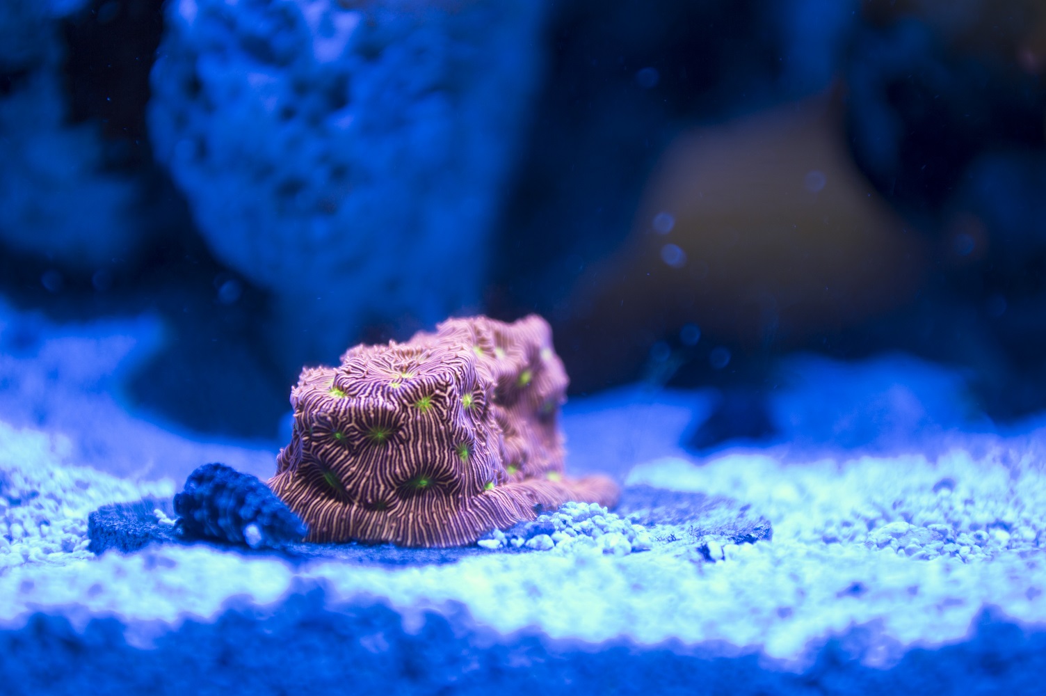 JackOLanternLeptoseris.JPG