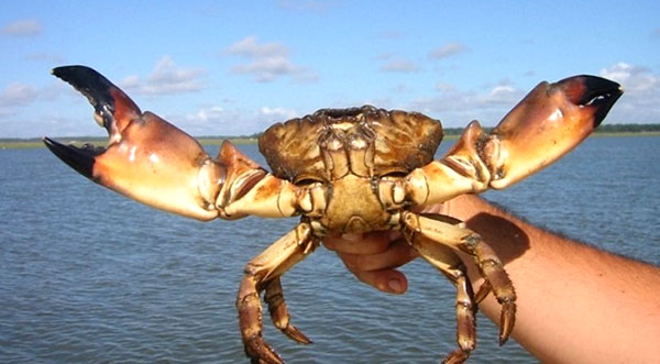 stone-crab-fwc-event-600.jpg