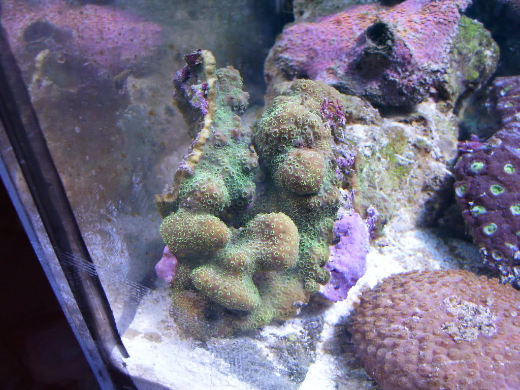coral007.jpg