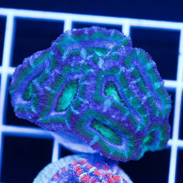 Summer Spectacular Awesome Acan #1
