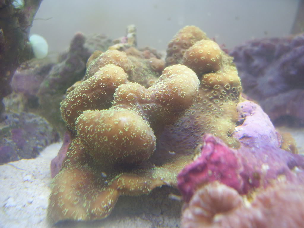 coral003.jpg
