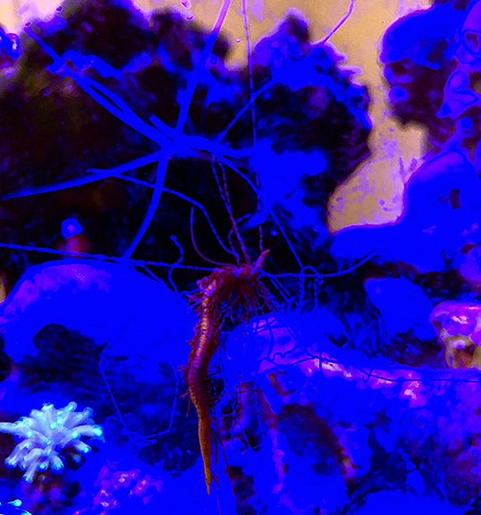 octo-cube076sm.jpg