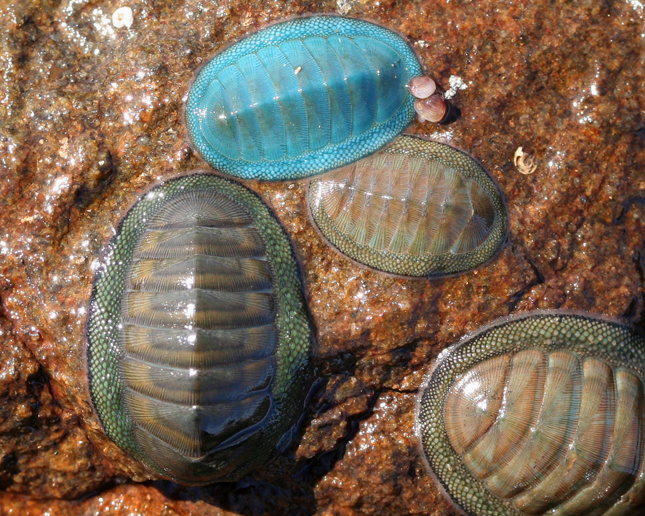 Real Monstrosities: Chiton