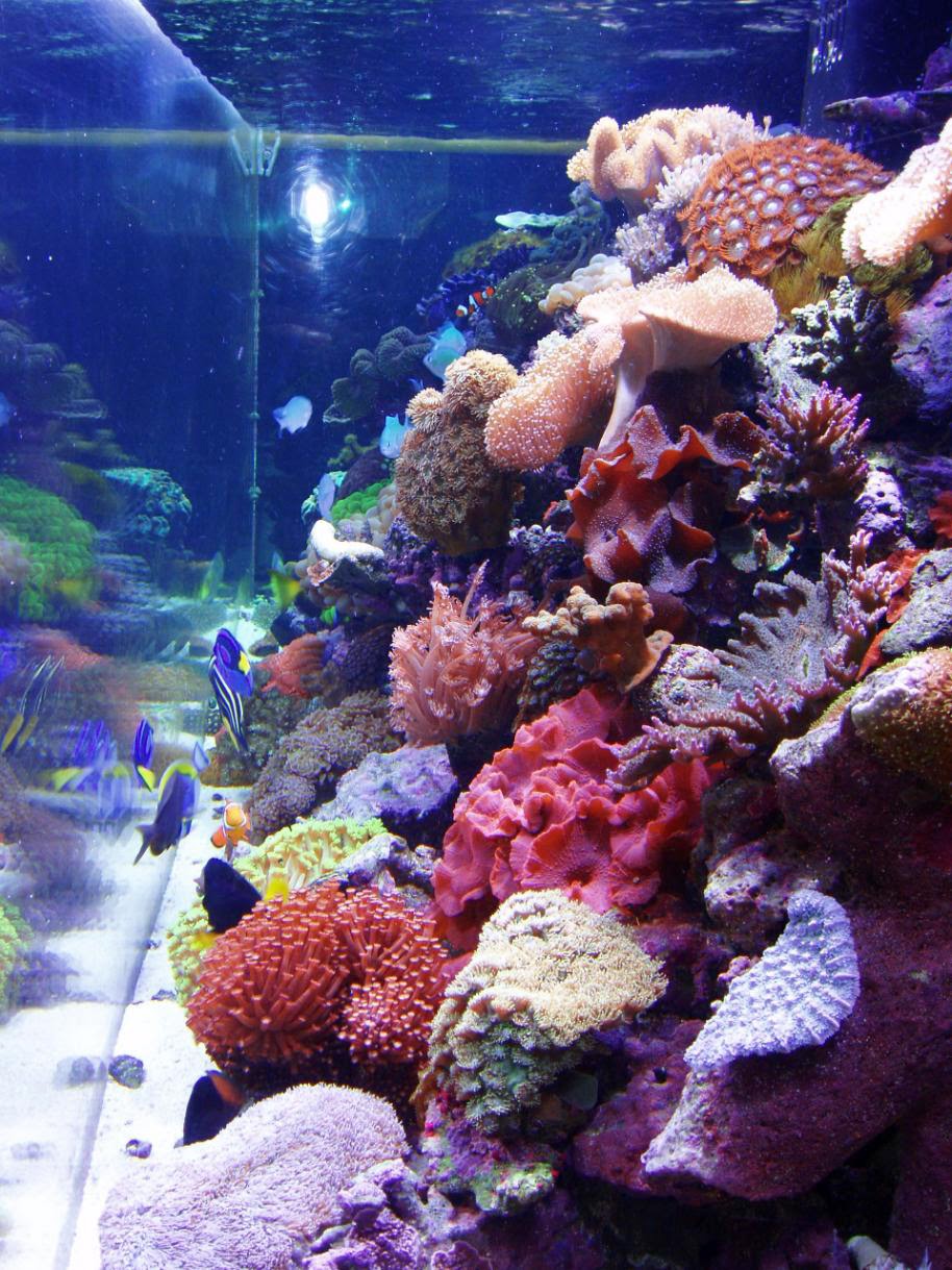 Cebu+Sun+Aquarium+Light+3+-+Reef+Tank.jpg
