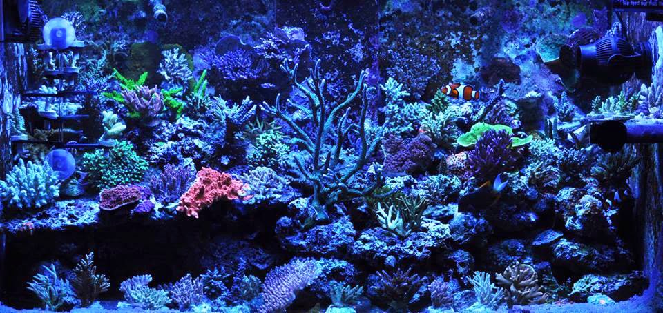 Cebu+Sun+Aquarium+Light+-+Reef+Tank+2.jpg
