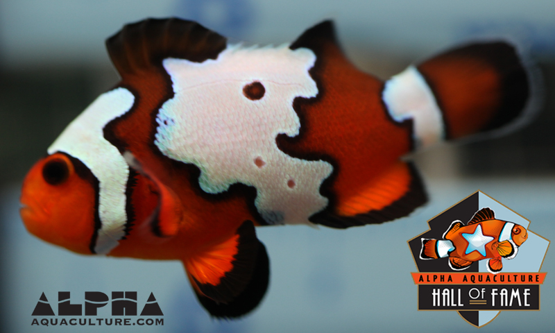 Black Snowflake Clownfish With No Black And White Added Reef2reef Saltwater And Reef Aquarium Forum