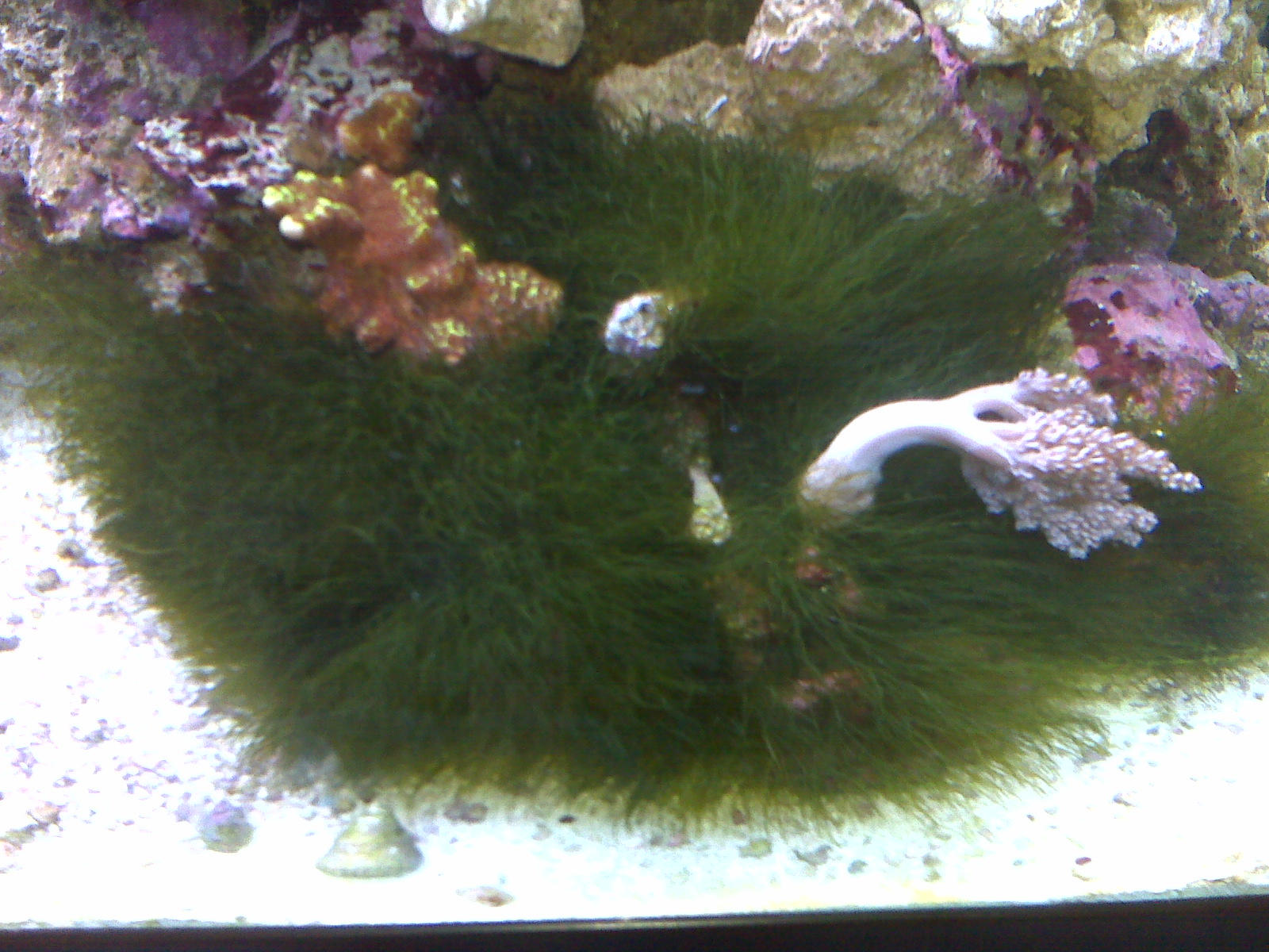 Display-Aquarium-with-Algae-2.jpg