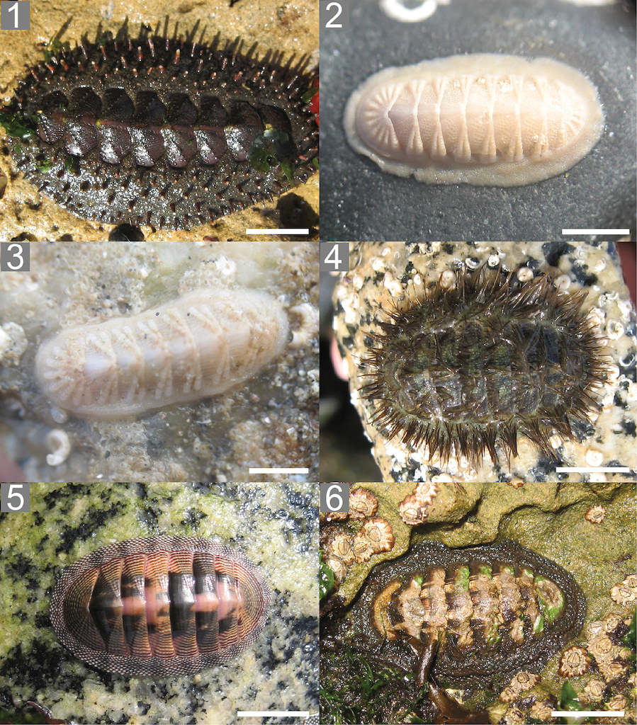 The shallow-water chitons (Mollusca, Polyplacophora) of Caldera, Region of  Atacama, northern Chile