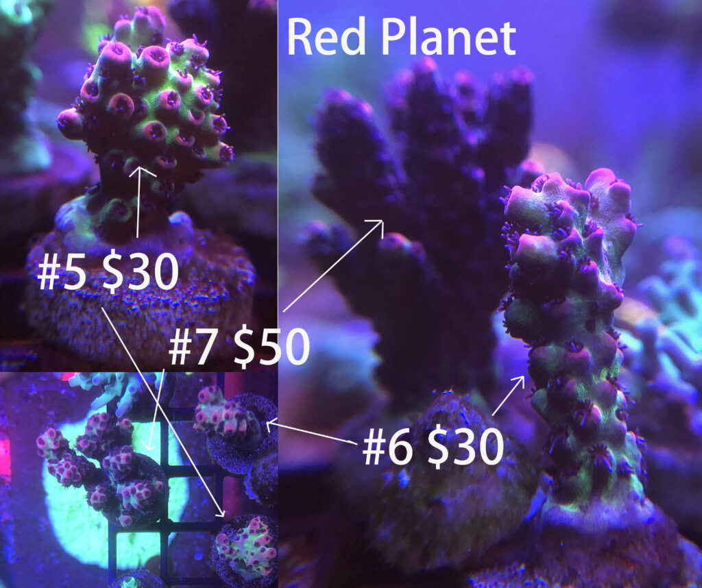 red planet acropora coral