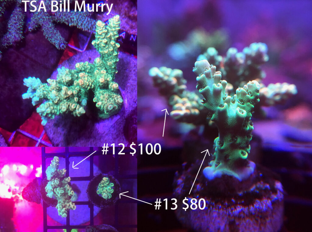 tsa bill murry acropora coral