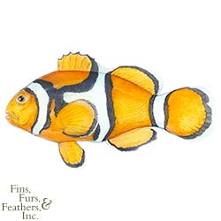 Karen-Talbot-Art-Percula-Clownfish-Open-Edition-Print-11-Inch-x-14-Inch-99.jpg