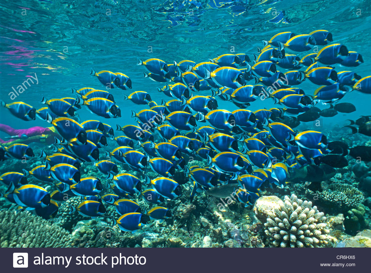 school-of-powder-blue-tang-and-powderblue-surgeonfish-acanthurus-leucosternon-CR6HX6.jpg
