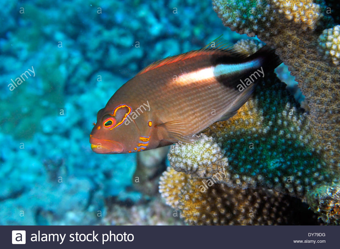 arc-eye-hawkfish-paracirrhites-arcatus-oahu-hawaii-usa-DY79DG.jpg
