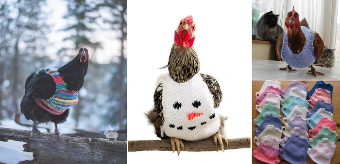 chickens-sweaters.jpg