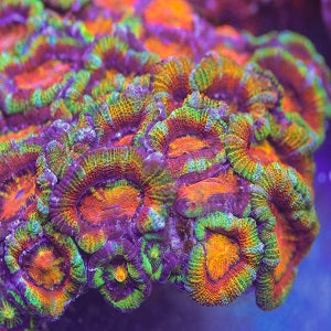 www.coral-vault.com