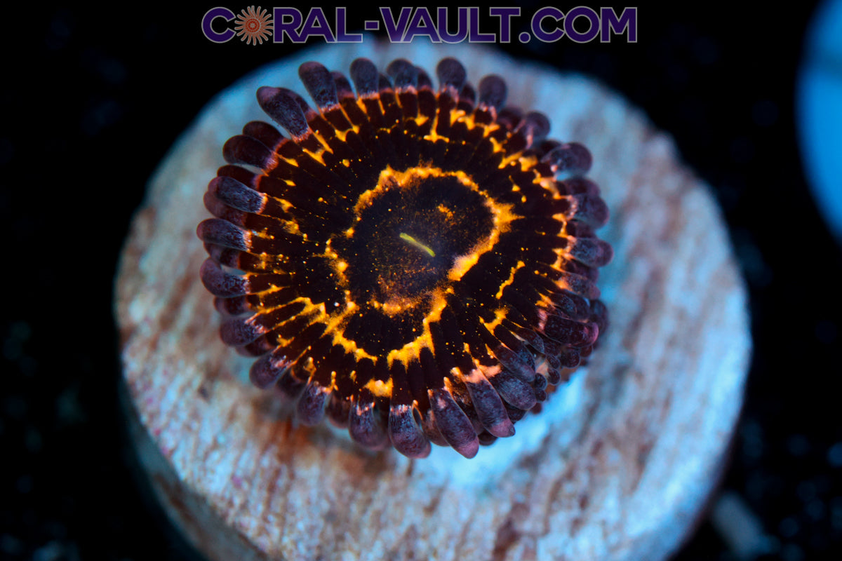 www.coral-vault.com