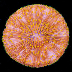 australian-neon-orange-plate-coral-wysiwyg_grande_-_MDL_MarineDepotLive_medium.jpeg