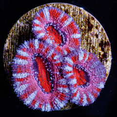 blood-red-acanthastrea-lordhowensis-coral-wysiwyg_grande_-_MDL_MarineDepotLive_medium.jpeg