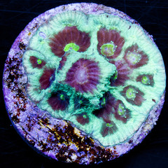 octopus-favia-brain-coral-wysiwyg_grande_-_MDL_MarineDepotLive_medium.jpeg