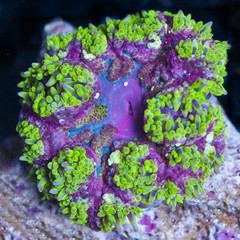 ultra-maximini-anemone-wysiwyg_grande_-_MDL_MarineDepotLive_medium.jpeg