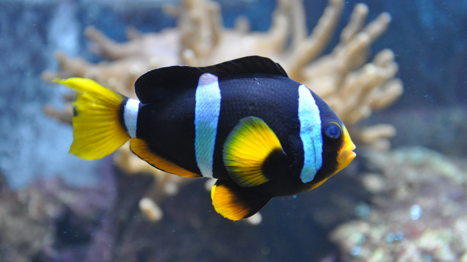 clarki-clownfish.jpg