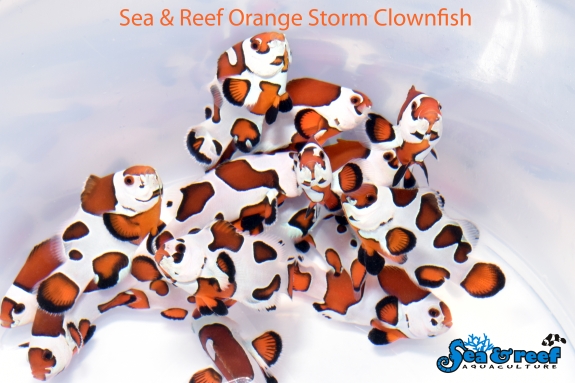 SR_Orange_Storm_Clownfish_group1.jpg