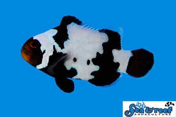 sea-and-reef-phantom-clownfish-wandl2-600x400.jpg