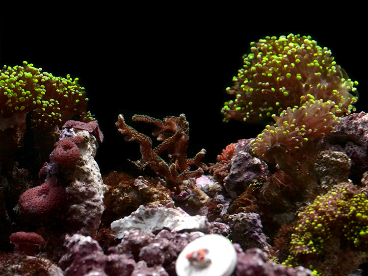 Reef1.jpg
